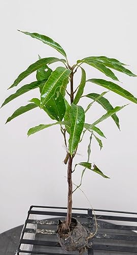 Image of GOLDEN BLOOM Grafted Original Vastra /Vastara All Seasons Mango Plant Tree, Original Thai All Time Vastara Grafted MAngo Plant Height 1.5-2.5 FT