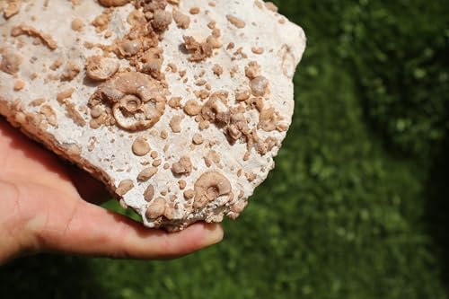 Image of Douvilleiceras & Gastropods Plate Cretaceous Fossils Fossils from Morocco Fossil Rock Ammonites Fossil A197