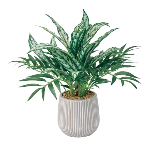 アグラオネマ」の人気商品一覧 | 安い商品を通販サイトから探す - 価格.com