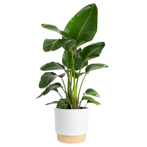 Costa Farms White Bird of Paradise Live Plant in Decorative Pot, Large Indoor Houseplant, Perfect for Home, Room, or Office Decor, Great House Warming or Birthday Gift, 2-3 Feet Tall