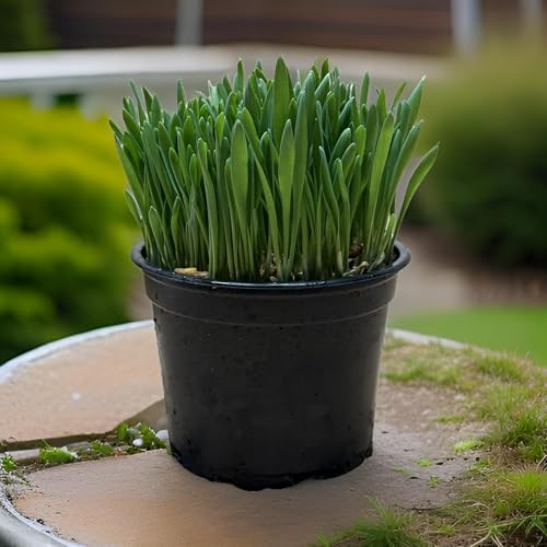 Softgras – Natürliches Katzengras im 12 cm Topf | Für Wohnungskatzen | Frisch, robust & verdauungsfördernd | Die bewährte Wahl für gesunde Stubentiger (2) Softgras – Natürliches Katzengras im 12 cm Topf | Für Wohnungskatzen | Frisch, robust & verdauungsfördernd | Die bewährte Wahl für gesunde Stubentiger (2)