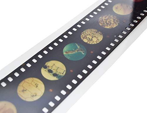 Image of EISCO 2 Piece Micro-Slide Viewer & Viewer Set - Includes One Economy Microscope & Slide Strip - Easy to Use - A Great Introduction Kit for Microscopy and at Home Learning