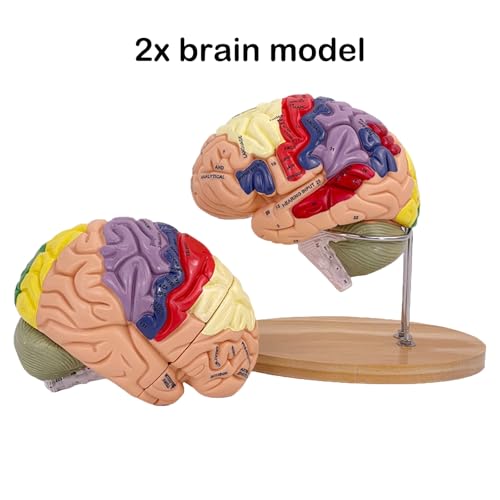 Mannequin humain AMITD code couleur pour éviter les erreurs d'anatomie