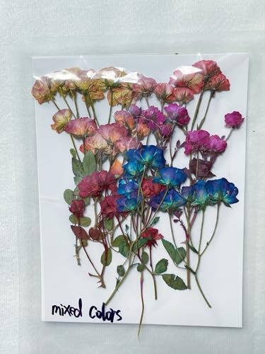 12 piezas de mini capullos de rosa prensados y secos miniatura 6