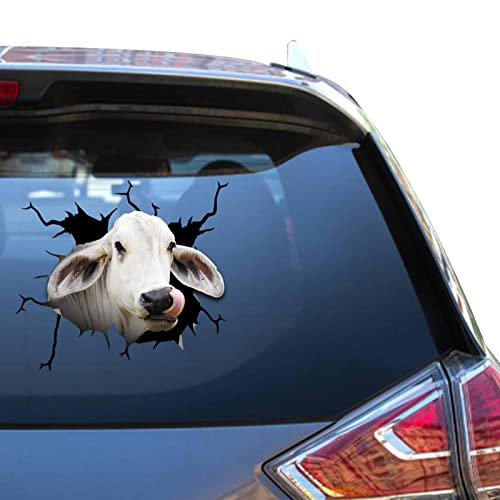 Brahman - Calcomanías de vaca para pared, calcomanía de vaca para granja, parachoques trasero, camionero, Atickers para granjero, ventanas limpias