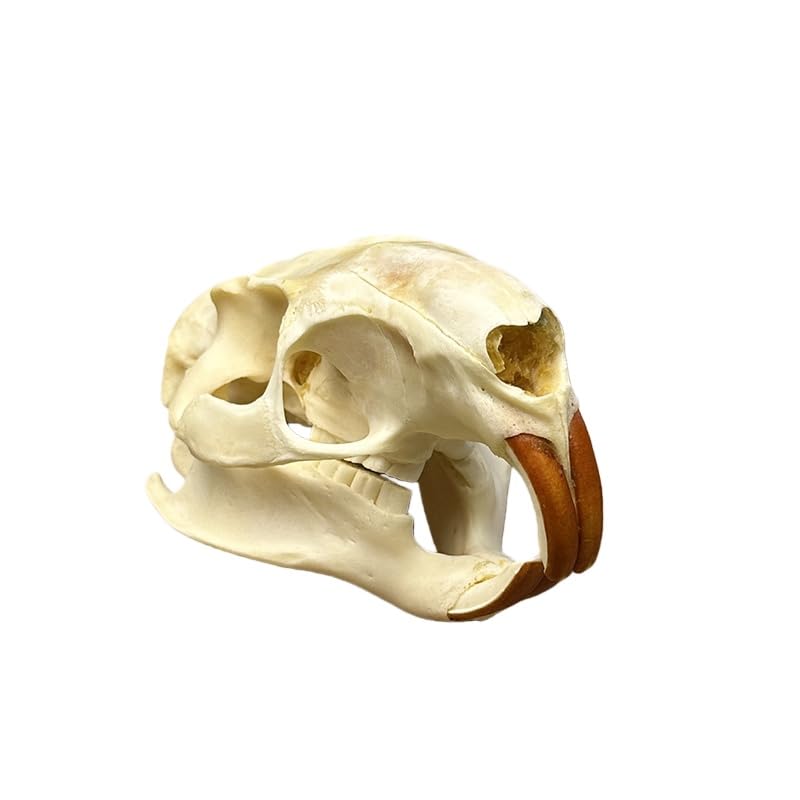 Taxidermy Real Animals Coypu Skulls, Real Bones Specimen, Taxidermy Supplies for Science Education, Special Gift (1Pcs Coypu Skull)