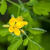 semillas Celidonia cortadas balcón parterre cocina jardín decoración jardín interior silvestres balcón primavera prado 100pcs