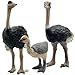 Gemini&Genius Ostrich Action Figure Toys, Jungle Animal Playset Gift, Educational, Cake Toppers, Party Supplies, Ages 3+