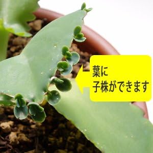 Amazon マザーリーフ 子宝弁慶草 ポット苗 花