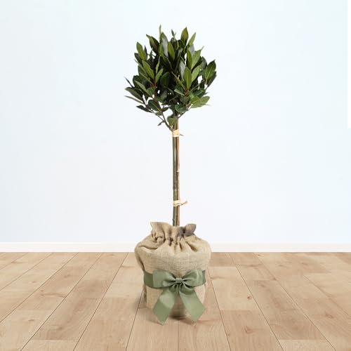 Image of YouGarden Bay Tree Standard Tree 70-80cm Tall, Gift Wrapped in Brown Hessian Bag with Green Fabric Ribbon, Garden Ready, Herb for Patios and Gardens, Edible Bay Plant