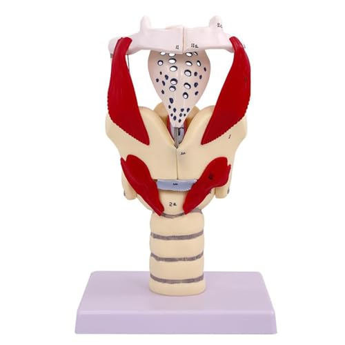 Larynx Functional Model, 3X Magnified Pharynx Larynx Functional Demonstration, Movable Epiglottic Cartilage, with 24 Digital Markers, for Clinical Anatomy Research