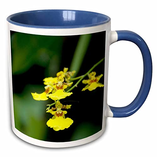 3dRose Singapore, Dancing Lady Orchid flower 15oz Two-Tone Blue Mug