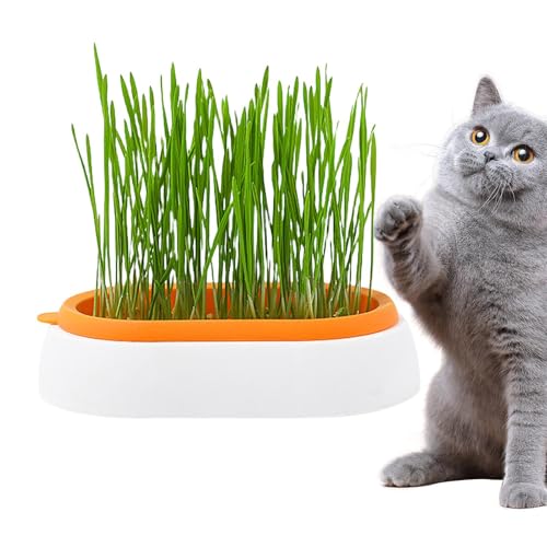 1 maceta de hierba para gatos, bandeja de brote de semillas, taza de hierba hidropónica para gatos, bandeja de brote conveniente de usar para gatos interiores o exteriores, perros y otras mascotas