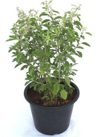 Oyeboy Tulsi Live Plant with Pot Rama tulsi for Home Garden With 4 Pot (B0CXXX9RLZ) Amazon Price History, Amazon Price Tracker