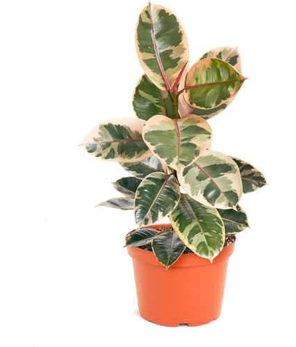 Shop Succulents Ficus Tineke Live Indoor Plant Low Maintenance Rubber Tree with Vibrant Pink and Green Leaves Ideal for Home Decor Office and Room Enhancement 6 Inch Nursery Pot