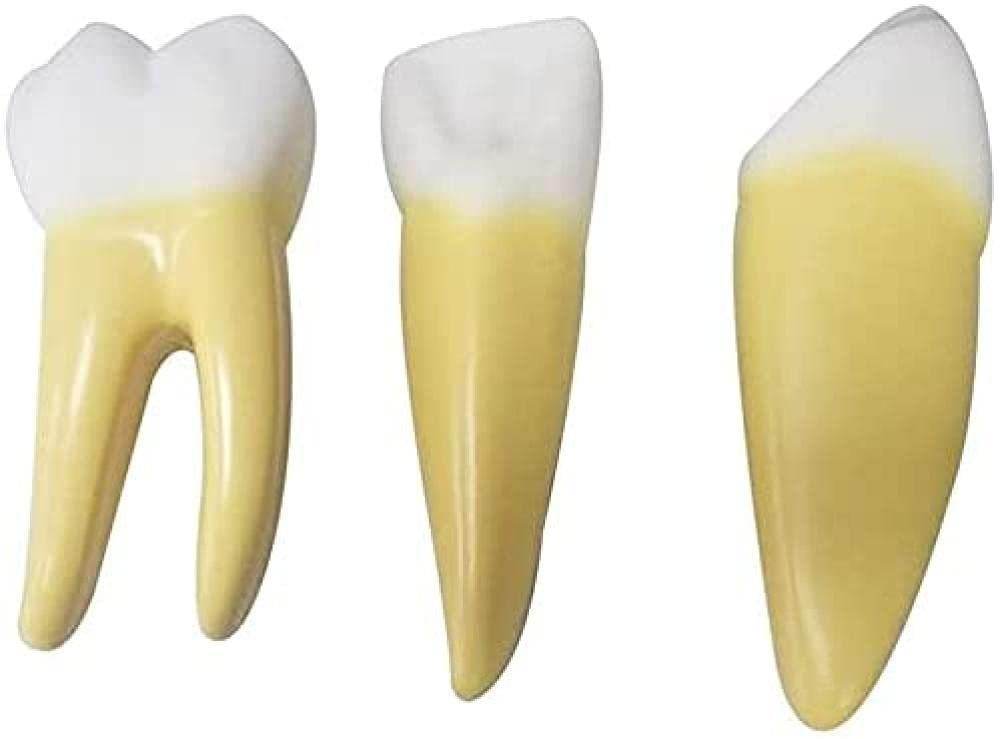 Anatomie des dents modèle d'étude pour comprendre la santé humaine