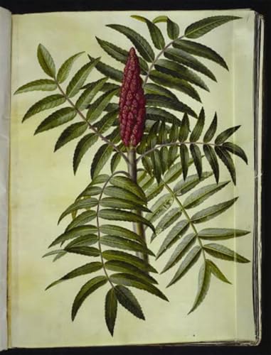 Affiche Toile Rhus Typhina Hans Simon Holtzbecker Décoration Salon 60x90cm