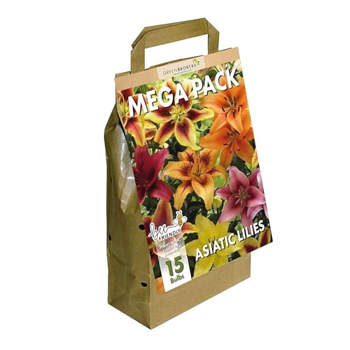 Mega Pack Lilies | 15 Mixed Summer Flowering Bulbs | Bee & Butterfly Friendly | Eco Packaging | Premium Holland Selection Quality