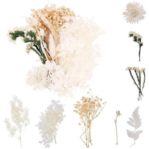 Ramo de flores secas naturales blanco, flores secas para decoración de tartas, flores secas para manualidades con cartón reutilizable, flores secas pequeñas mini para manualidades scrapbooking