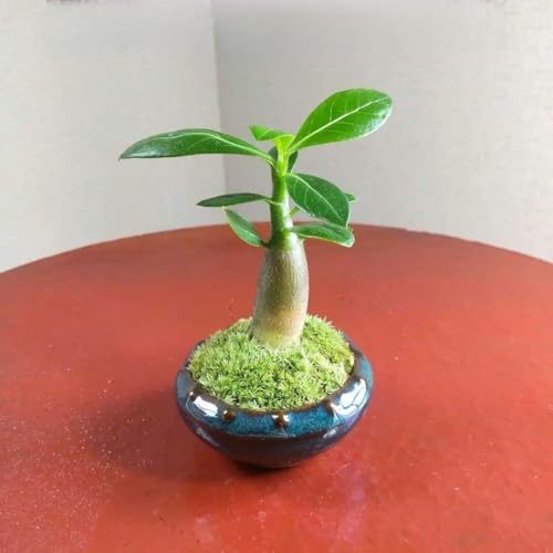 ミニ 盆栽鉢」の人気商品一覧 | 安い商品を通販サイトから探す - 価格.com