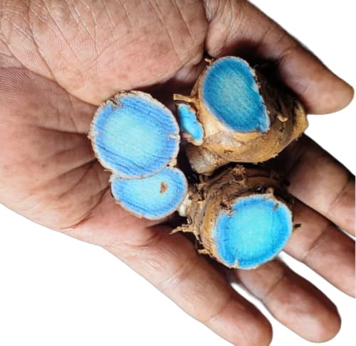 black turmeric seeds, kali haldi Seeds (pack of 5 bulbs) for sowi...