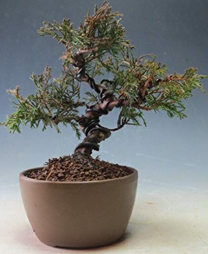 観葉植物 盆栽 真柏の人気商品 通販 価格比較 価格 Com