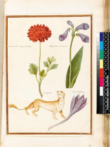 Lienzo Ranunculus Foxglove Meadow de Nicolas Robert el regalo de arte clásico perfecto
