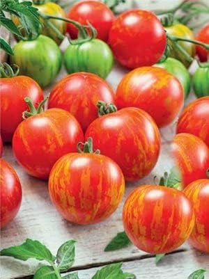 Miniatura 8 de RAISE ME UP Semillas Tigerella Tomato Indeterminado No OGM Heirloom