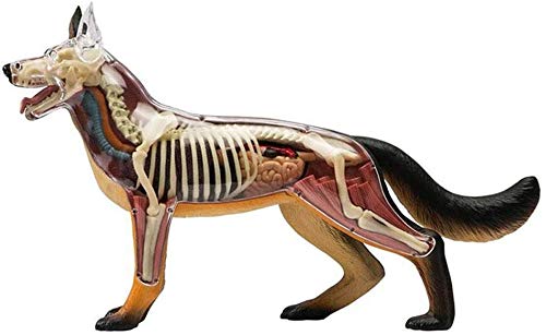 Amazon.co.jp: 4 D視覚犬解剖モデル、狼犬骨格解剖組立モデル、29件の