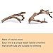 BNOSDM 2PCS Reptile Wood Branches Decor,Lizard Habitat Natural Wood Decoration,Snake Climbing Branch Accessories,Terrarium Tree Trunk Ornament for Bearded Dragon Gecko Frog Chameleon Spider