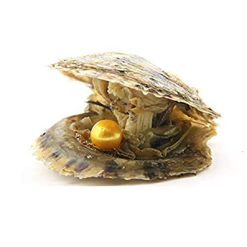 Wertvolle Menschen Sind Wie Perlen In Austern