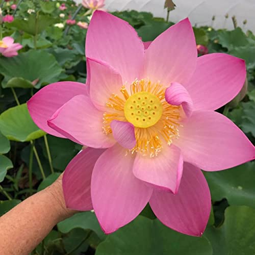 Pink-a-Licious Hardy Live Flowering Water Garden Lotus Plant Tuber, Living Plants Not Seeds, Ready to Grow & Bloom for Many Years, Fish Pond, Aquatic Pond Lily with Floating Pads & Seed Pods Pink-a-Licious Hardy Live Flowering Water Garden Lotus Plant Tuber, Living Plants Not Seeds, Ready to Grow & Bloom for Many Years, Fish Pond, Aquatic Pond Lily with Floating Pads & Seed Pods