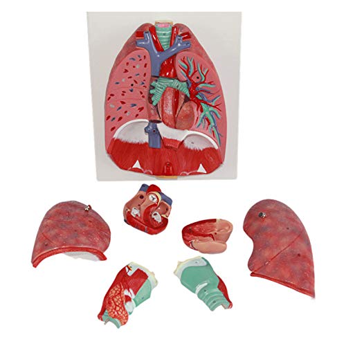 Amhuui Human Respiratory System Model, Wetenschappelijk Menselijk Lung, 3/4 Levensgrootte Model heeft 7 Verwijderbare Onderdelen, Inclusief 2 Deel Hart, 4D Respiratory System Model