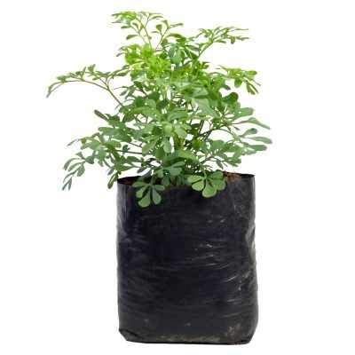 Image of Agritech Black Nursery Cover /Plant Grow Bag - 25 Nos (12x13, 25)