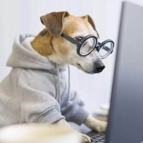 Should I Put A Sweater On My Dog.