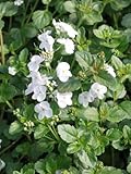 Perennial Farm Marketplace Veronica x 'Whitewater' (Speedwell) Groundcover, 1 Quart, Pure Whitish Flowers
