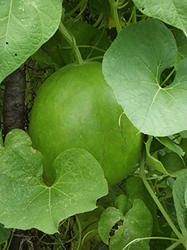 1177-Cannonball Gourd (Lagenaria Siceraria) Seeds By Robsrareandgiantseeds Upc0764425788201 Non-Gmo,Organic,Artisans,Crafting,Usa Grower,Competitions,1177 Package Of 8 Seeds #TOP4