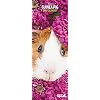 Magnet & Steel,Cavia Slim 2022 Kalender