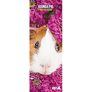 Magnet & Steel,Cavia Slim 2022 Kalender