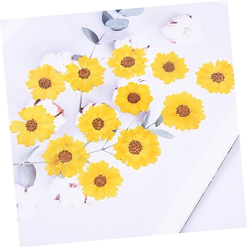 CORHAD 48 flores secas prensadas para manualidades miniatura 2