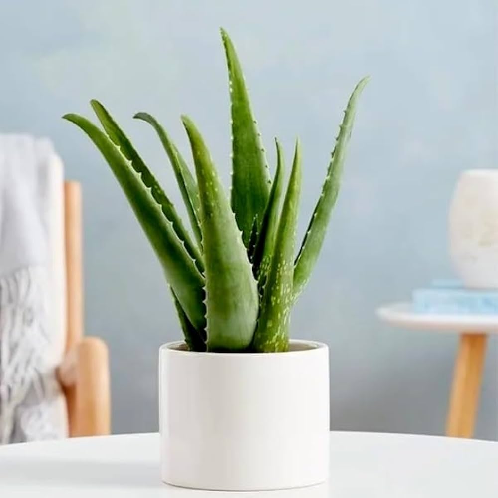 Growing Aloe Vera Indoors: An Essential Guide For Gardeners