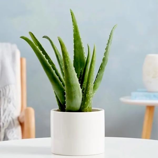 Sky Nursery Aloe vera plant | aloe vera plant live | Aloe Vera Medicinal Live Plant With out pot For Home Indoor & Outdoor Medicinal Plant o8u (B0CRLZQDVP) Amazon Price History, Amazon Price Tracker