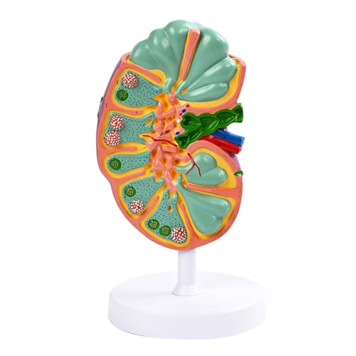 Modèle d'anatomie des ganglions lymphatiques humains pour étude d'immunologie