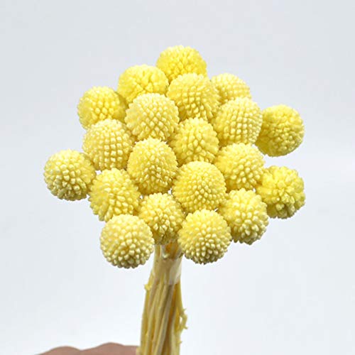 20 tallos flores secas naturales Craspedia miniatura 1
