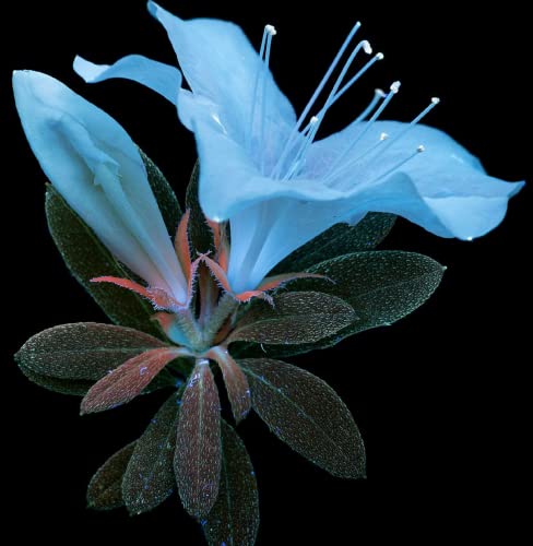 CHUXAY GARDEN Blue Azalea Flower,Rhododendron Seed 25 Seeds Rare Blue Flowers Ornamental Flowering Plant Fast Growing & Maintain