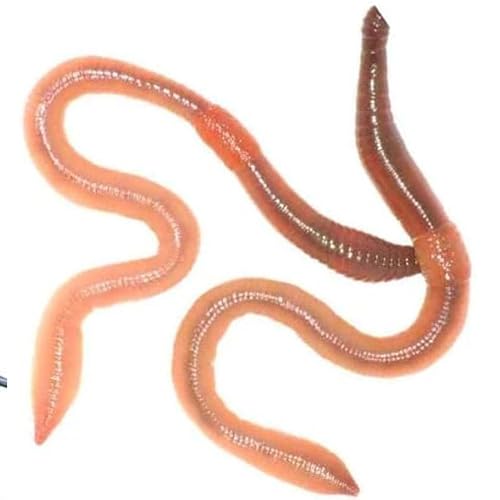 Wiggly Wigglers Garden Worms For Soil Enrichment & Healthy Plant Growth | Gardening Essential | Earthworms | Red Worm | Earth Worms (300)