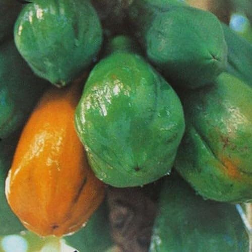 Plant World Seeds - Carica Papaya Seeds