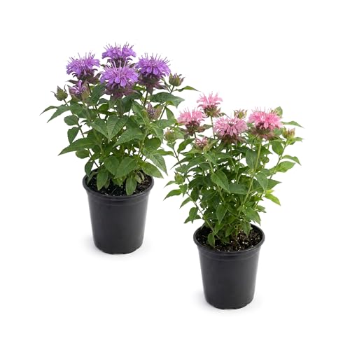 Live Flowering Bee Balm - Assorted Colors (2 Plants Per Pack), Pollinator - Attracts Butterflies, 10" Tall by 4" Wide in 1 Qt Pot