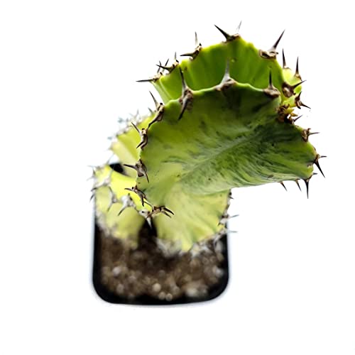 Variegated Euphorbia Ammak Cactus Live Succulent "About 10" To 12" Tall In 4" Pot (Ships From Malibu Tropical Nursery In California) #TOP3
