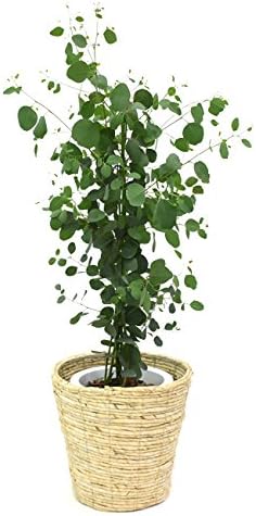 Amazon ユーカリ ポポラス ポリアンセモス 中型8号 鉢植え 鉢カバー付き 鉢カバーc パキラと観葉植物専門店marubun 観葉植物 Amazon ユーカリ ポポラス ポリアンセモス 中型8号 鉢植え 鉢カバー付き 鉢カバーc パキラと観葉植物専門店marubun 観葉植物